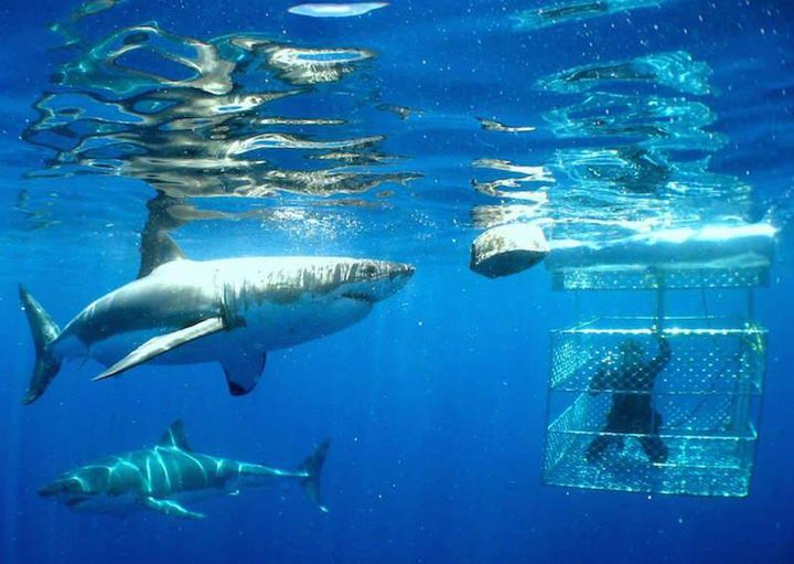 Tourist-Lodge-shark-cage-diving